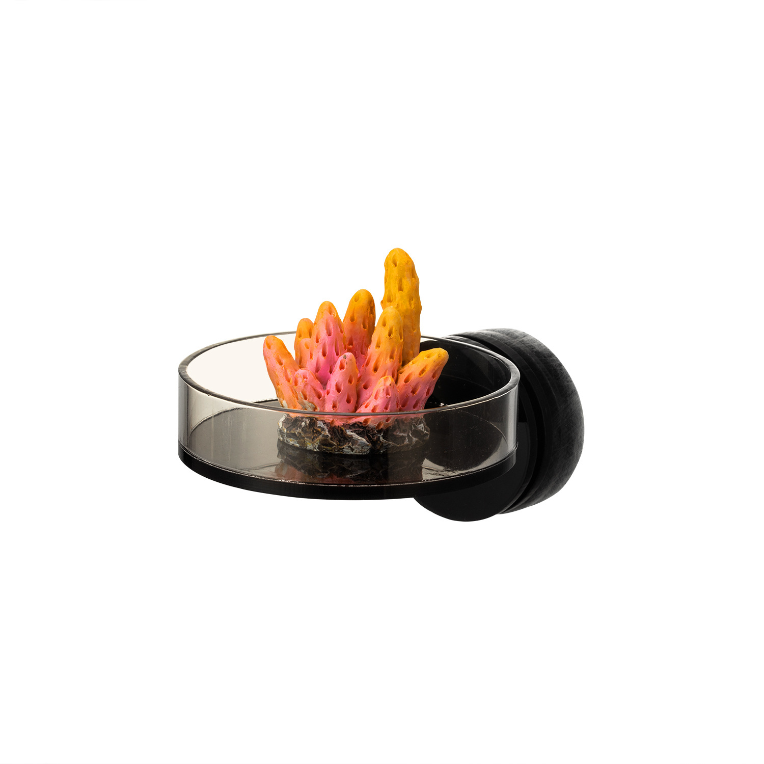 Marine Aquarium & Regional Centre Reviews - Marine Sources 70 mm schwarzes magnetisches