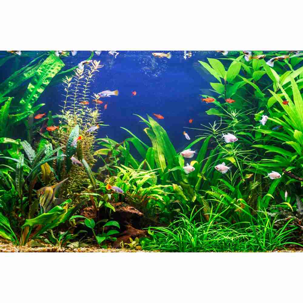 Unterwasserwelt Meeresboden Fo – Aquarium Marine World Bewertung und Preis