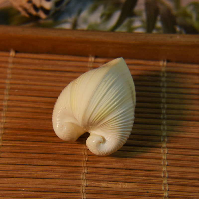 Natürliche Kardium-Cardissa-Mu – Marine Aquarium & Regional Centre Reviews Bewertung und Preis