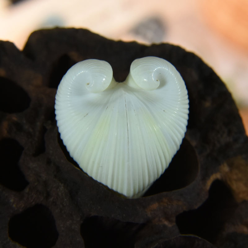 Natürliche Kardium-Cardissa-Mu – Marine Aquarium & Regional Centre Reviews Bewertung und Preis