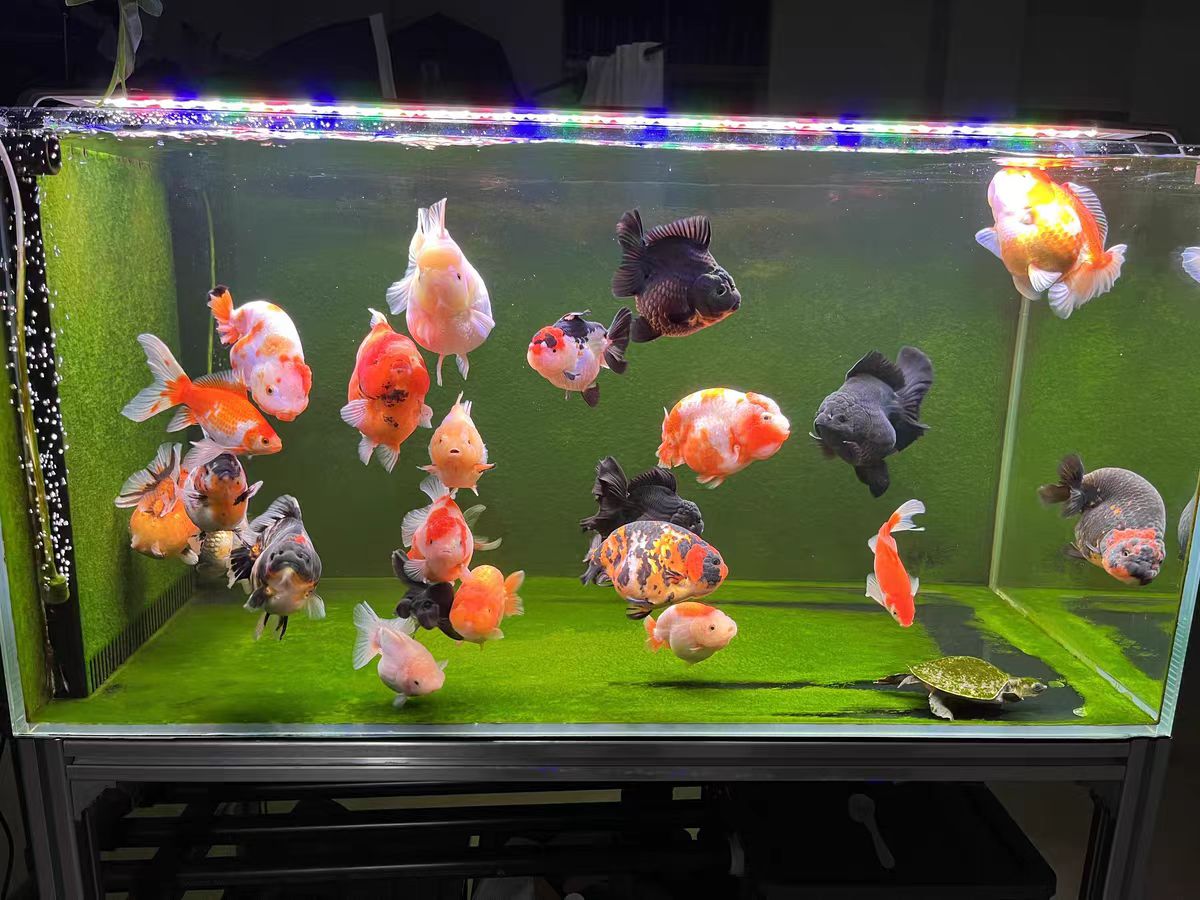 LED-Aquariumbeleuchtung für Fi – Aquarium Marine Clearwater Bewertung und Preis